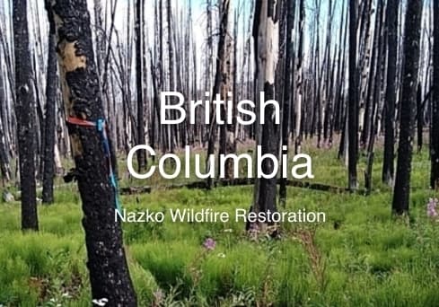 One Tree Planted - BC